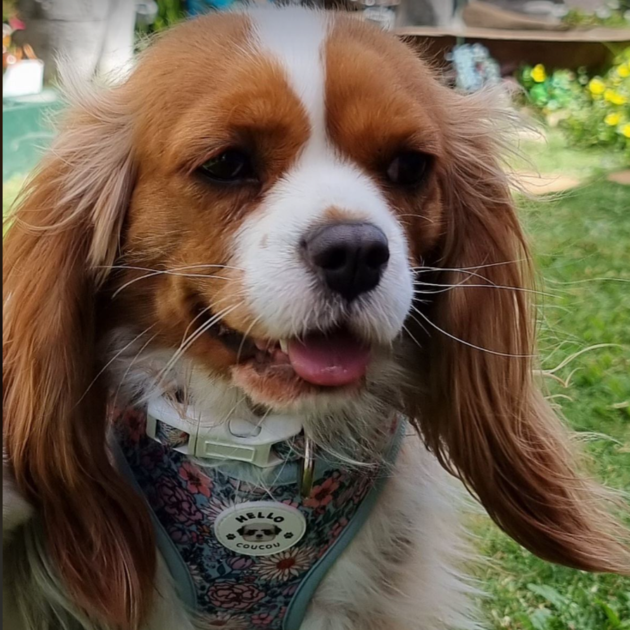 Blooming Gorgeous - Double Sided Reversible Harness