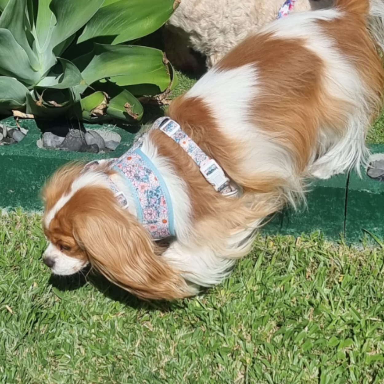 Blooming Gorgeous - Double Sided Reversible Harness