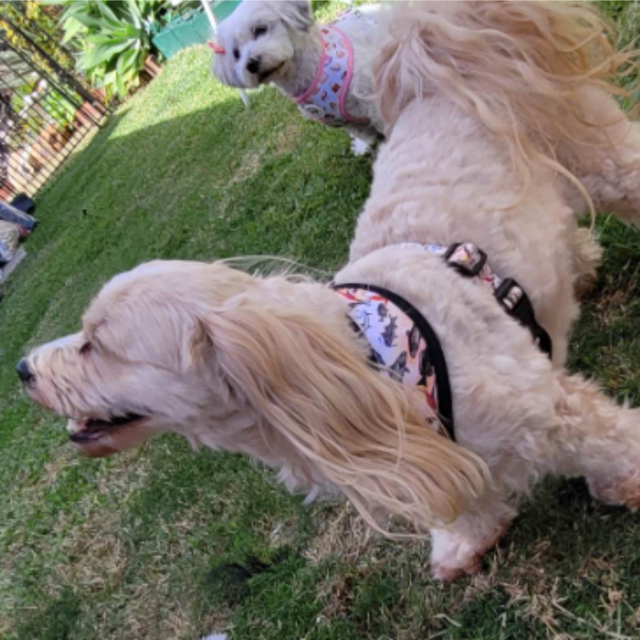 Fishing For Treats - Double Sided Reversible Harness