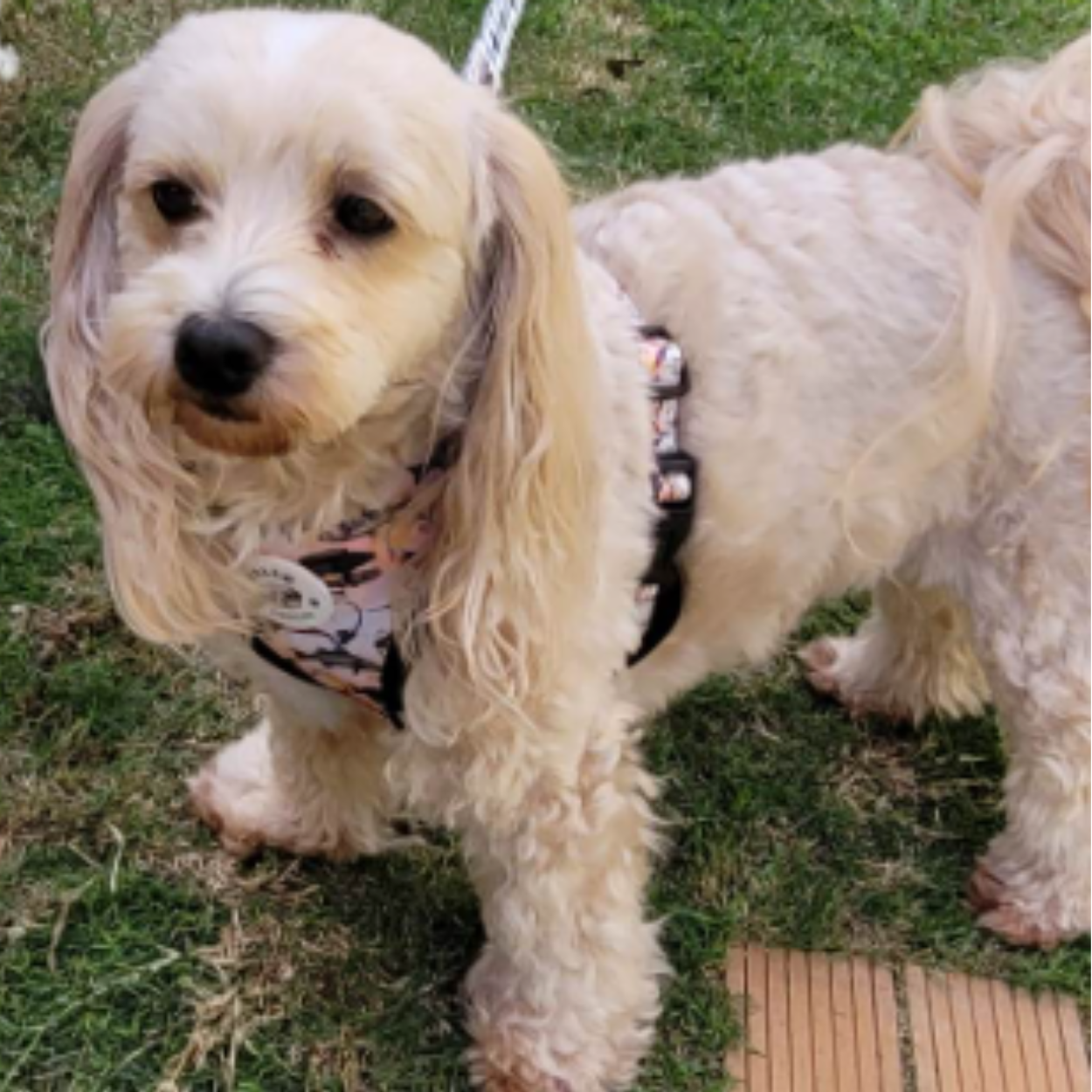 Fishing For Treats - Double Sided Reversible Harness