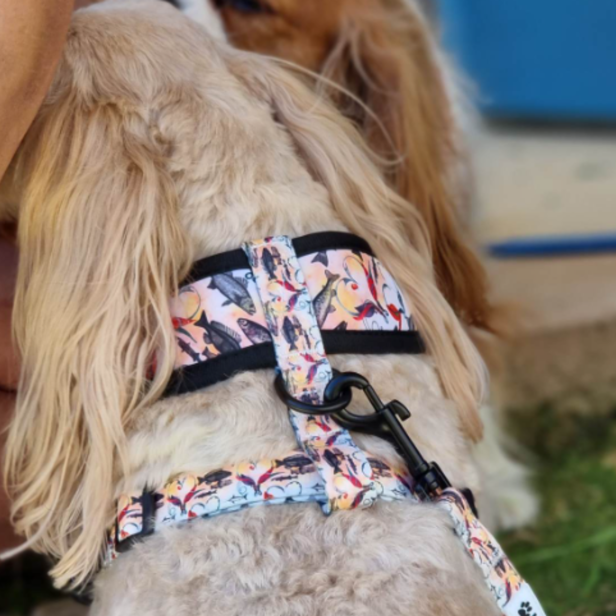 Fishing For Treats - Double Sided Reversible Harness