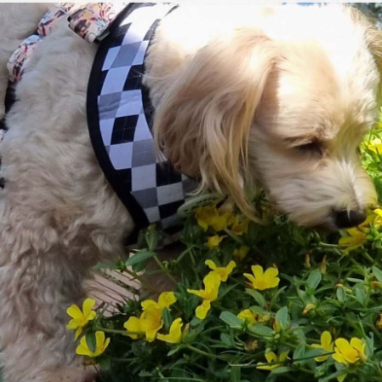 Fishing For Treats - Double Sided Reversible Harness