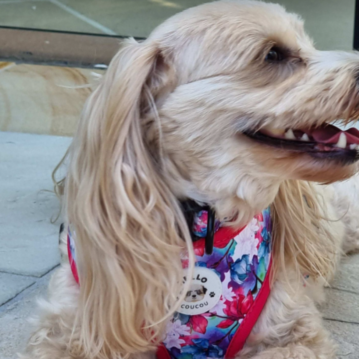 Magenta Bee - Double Sided Reversible Harness