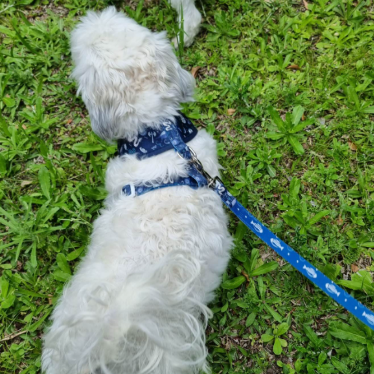 Pawfect Viking - Lead