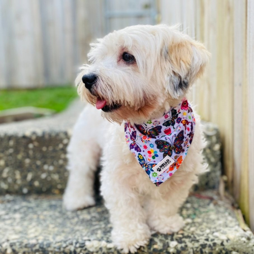 Butterfly Away - Bandana