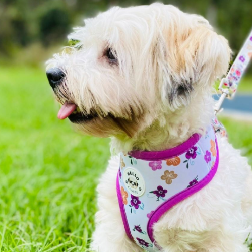 Butterfly Away - Double Sided Reversible Harness Hello Coucou