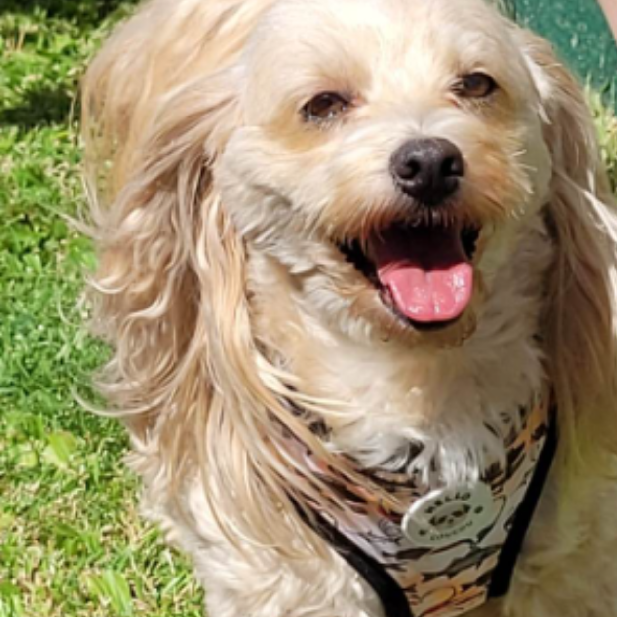 Fishing For Treats - Double Sided Reversible Harness