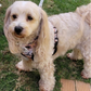 Fishing For Treats - Double Sided Reversible Harness