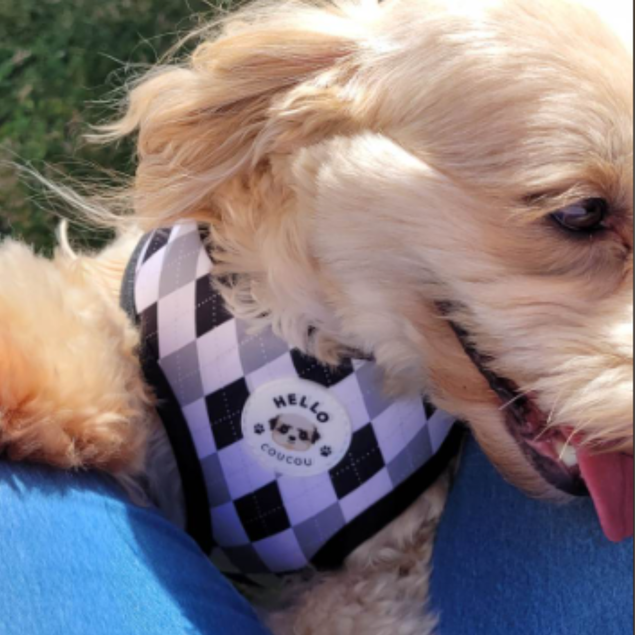 Fishing For Treats - Double Sided Reversible Harness