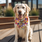 Gnomy Birthday - Double Sided Bandana