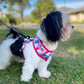 Magenta Bee - Double Sided Reversible Harness