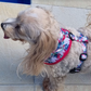 Magenta Bee - Double Sided Reversible Harness