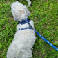 Pawfect Viking  - Lead