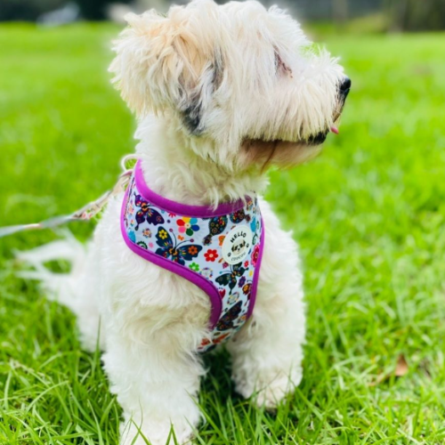 Butterfly Away - Double Sided Reversible Harness Hello Coucou