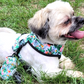 Karma Chameleon - Double Sided Reversible Harness Hello Coucou